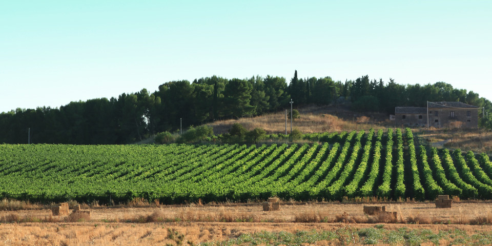 cantine sollami