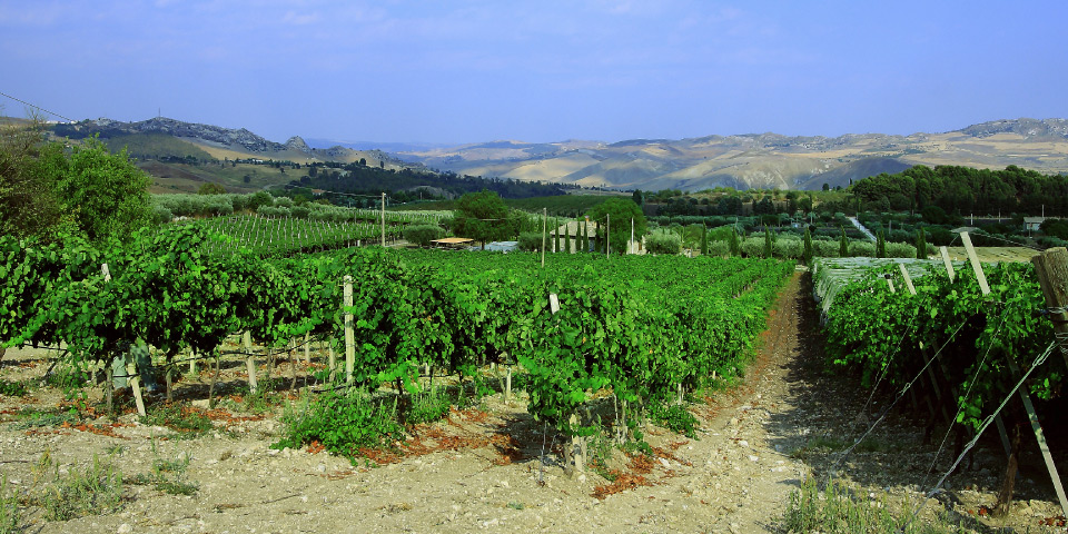 cantine sollami