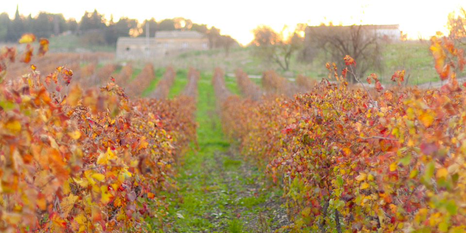 cantine sollami