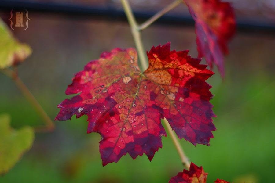 I colori dell’autunno