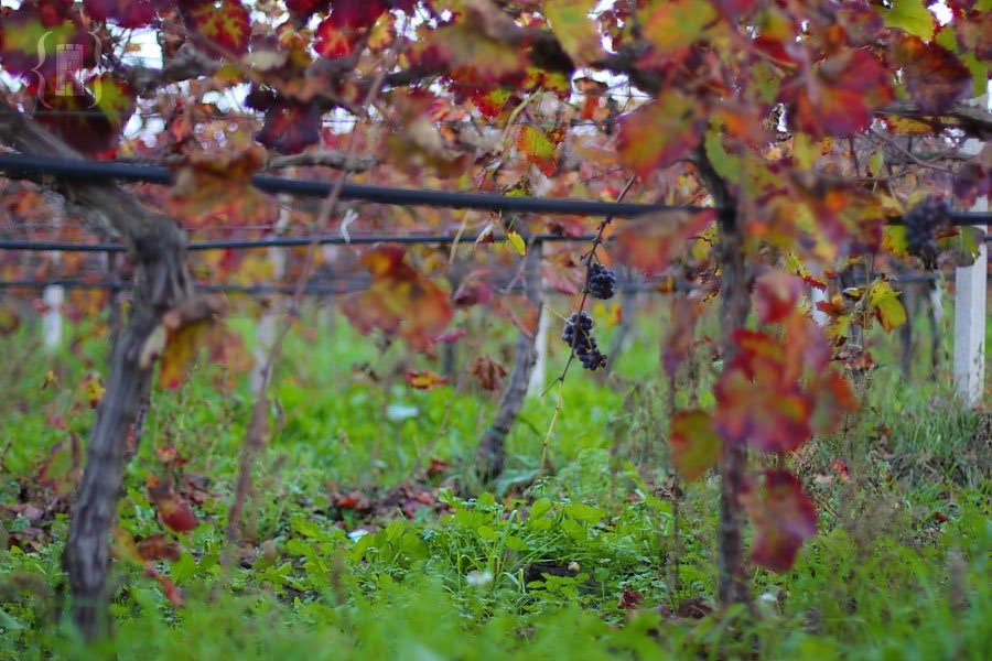 Tra le vigne