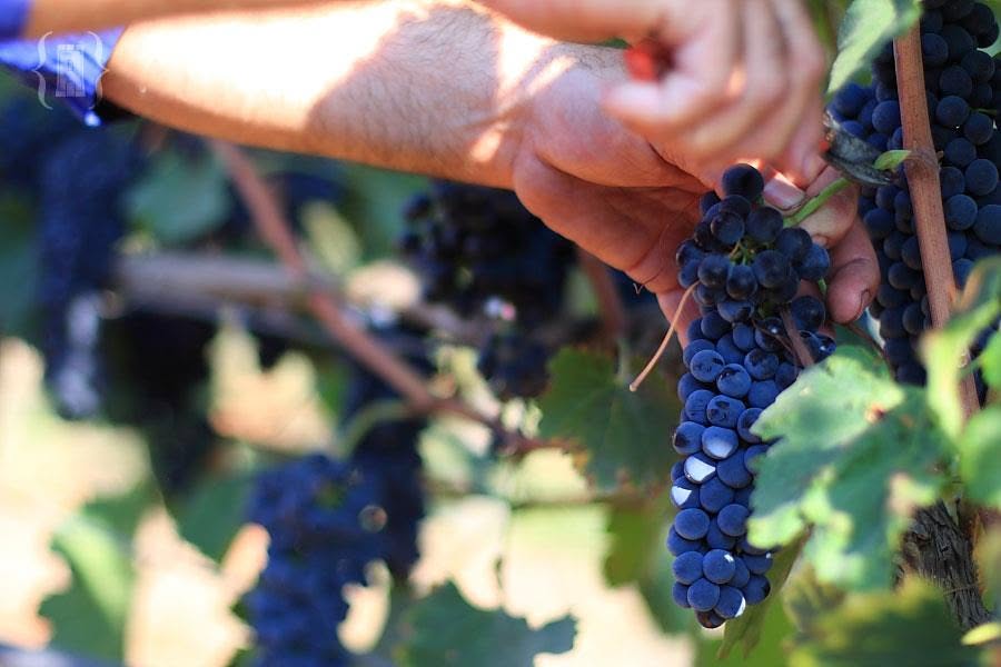 Le uve dei nostri vigneti